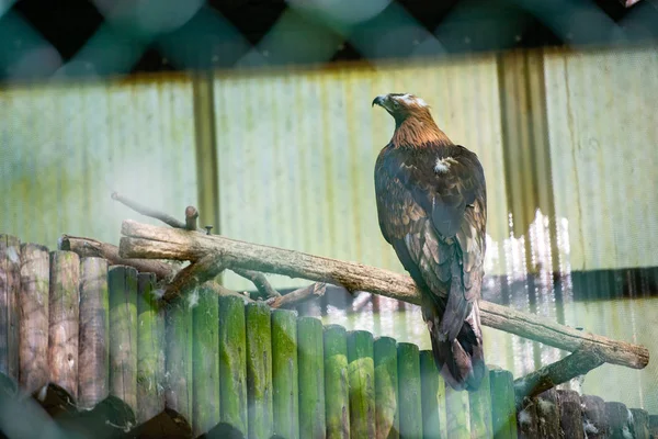 De Golden Eagle neemt zorgvuldig de omgeving in. Aquila chrysaetos — Stockfoto