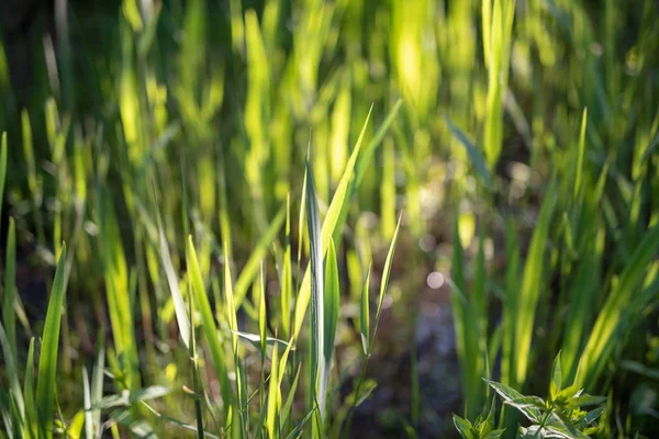 Hierba verde fresca en primavera —  Fotos de Stock