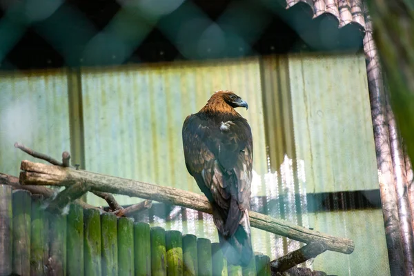 The golden eagle carefully observes its surroundings. Aquila chrysaetos — Stock Photo, Image