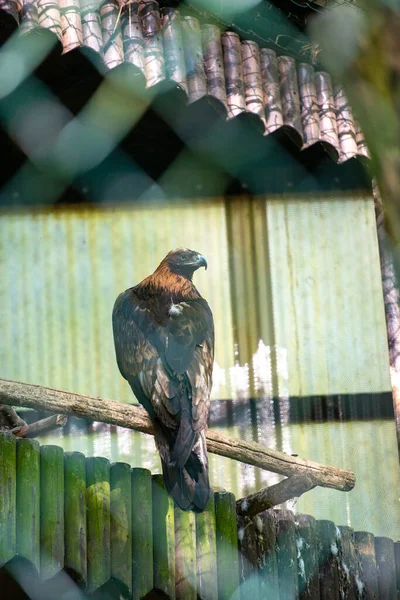 El águila real observa cuidadosamente sus alrededores. Aquila chrysaetos — Foto de Stock