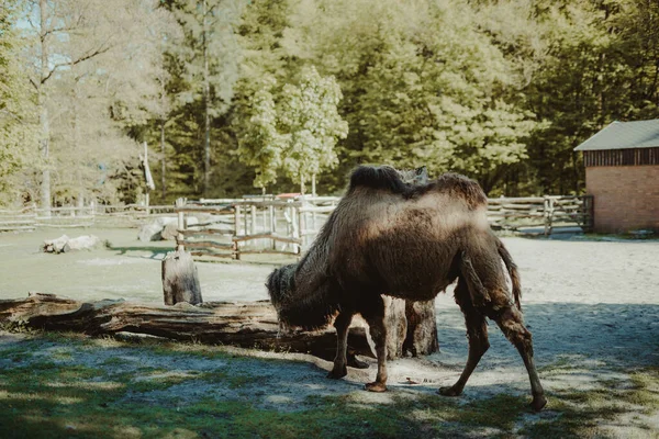 Bild des Kamels und des Jungen, aufgenommen im Park — Stockfoto