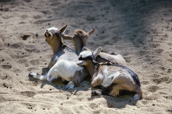 Três cabras bebê descansando no chão no dia ensolarado na fazenda — Fotografia de Stock