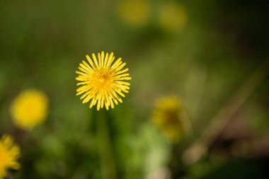 Çayırda çiçek açan karahindiba. İlkbahar sezonu