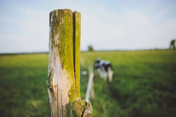 Cerca de madeira em um prado verde — Fotografia de Stock