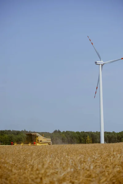 Combina la raccolta del campo di colza — Foto Stock