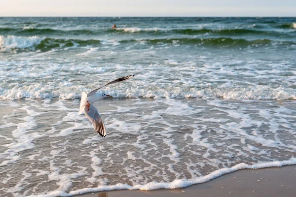 Solnedgång på det baltiska havet med måsar. Sommartid. Gyllene timme — Stockfoto