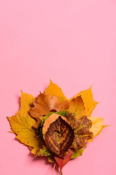 Bunte welke Blätter. mit der in der Mitte ausgeschnittenen Herzform auf rosa Hintergrund. Studioaufnahmen. Blick von oben. vertikale Orientierung. Kopierraum. minimalistischer Stil. — Stockfoto