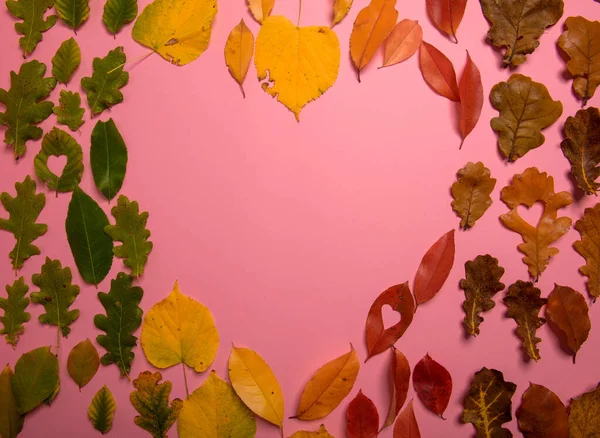 Hintergrundgruppe Herbst orange, grüne, gelbe und braune Blätter. Herzform auf rosa Hintergrund. Studioaufnahmen. Blick von oben. horizontale Orientierung. Kopierraum — Stockfoto