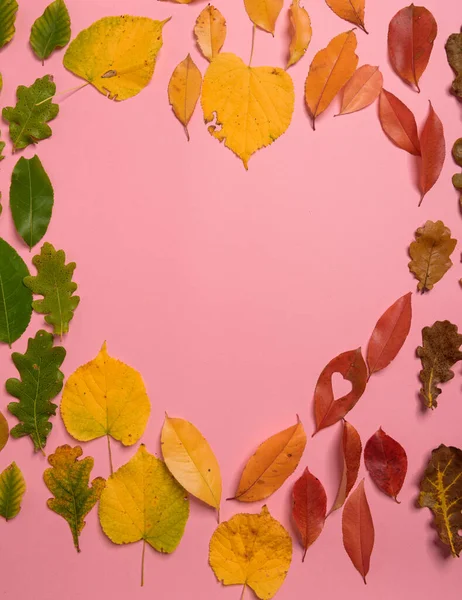 Hintergrundgruppe Herbst orange, grüne, gelbe und braune Blätter. Herzform auf rosa Hintergrund. Studioaufnahmen. Blick von oben. vertikale Orientierung. Kopierraum. — Stockfoto