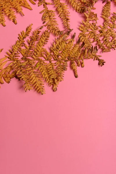 Autumn fern leaves isolated on yellow background with copy space. Horizontal orienattion. Minimalistic style. View from above.