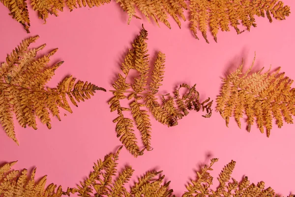 Autumn fern leaves isolated on yellow background with copy space. Horizontal orienattion. Minimalistic style. View from above.