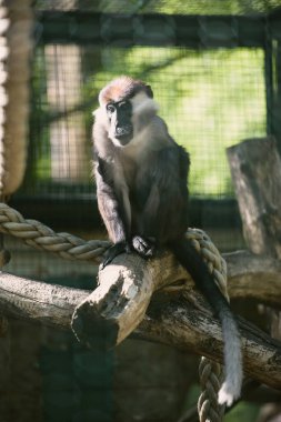 Genç şempanze ağaçta sallanıyor ve zıplıyor..