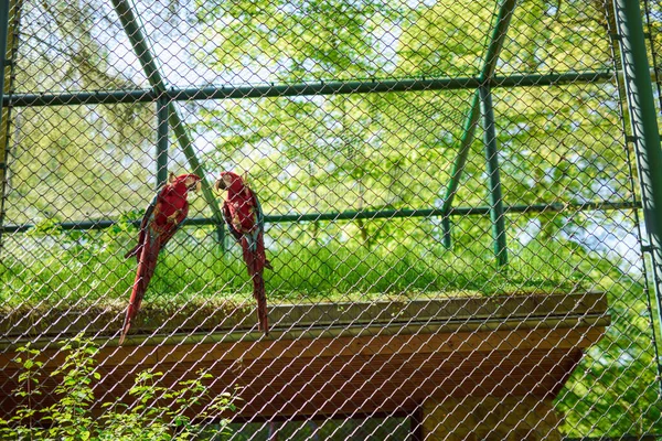 Pareja Coloridos Loros Guacamayos Loros Ara Guacamayo Escarlata Gran Guacamayo —  Fotos de Stock