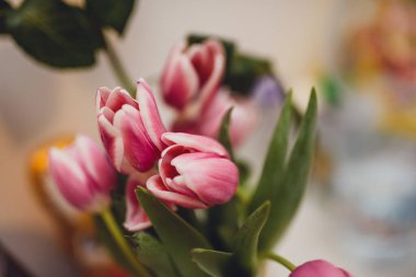 Lale 'nin güzel yakın çekim makro fotoğrafı..