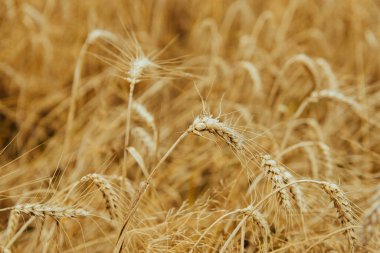 Buğday hasadını birleştir. Sumemr zamanı. Kopyalama alanı olan tarım arkaplanı.