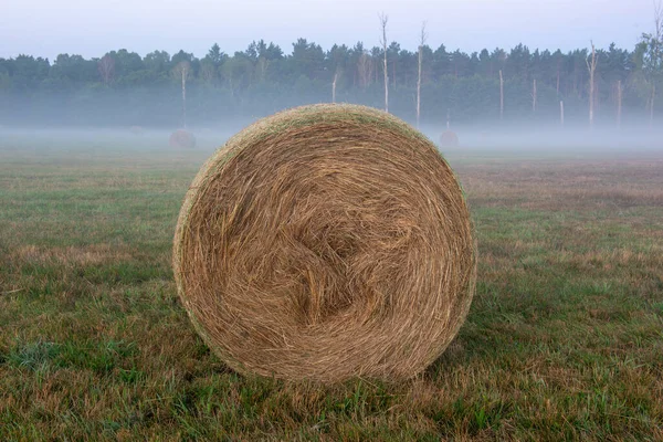 Concetto Giornata Mondiale Dell Ambiente Calma Del Prato Campagna Alba — Foto Stock