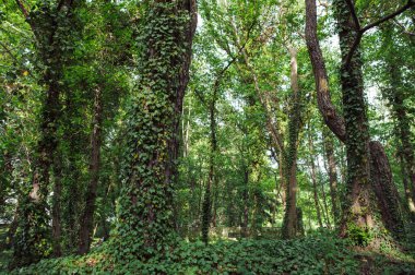 Parktaki ağaç gövdesinde büyüyen yeşil sarmaşık..