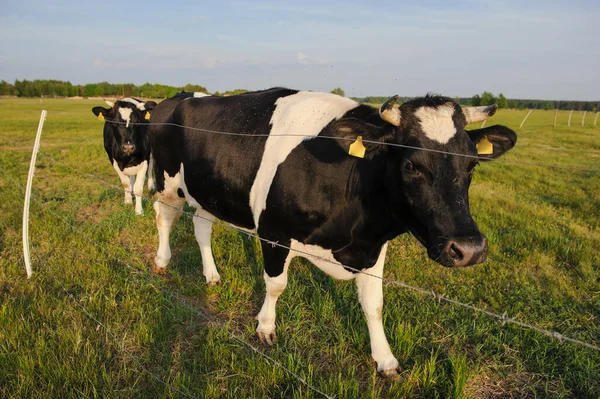 Görüldü Siyah Beyaz Holstein Sığırları Yeşil Tarlada Otluyor — Stok fotoğraf