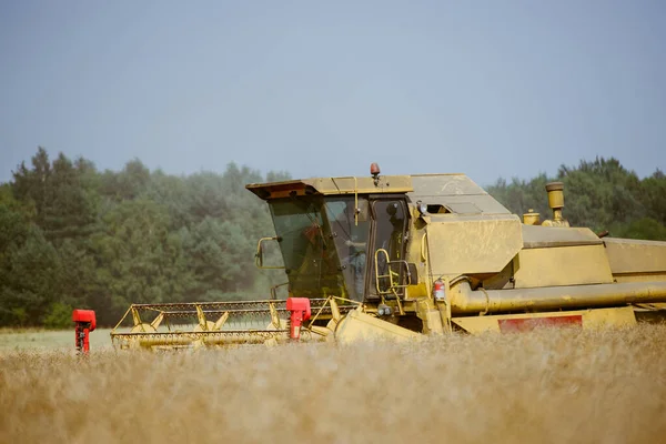 Łączenie Zbiorów Polu Rzepaku Latem — Zdjęcie stockowe