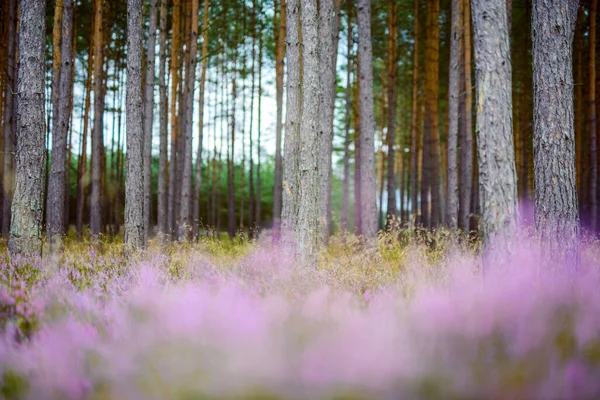 Heather Fleurs Sur Prairie Côté Bois — Photo