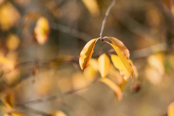 Groupe Fond Feuilles Automne Orange Extérieur — Photo