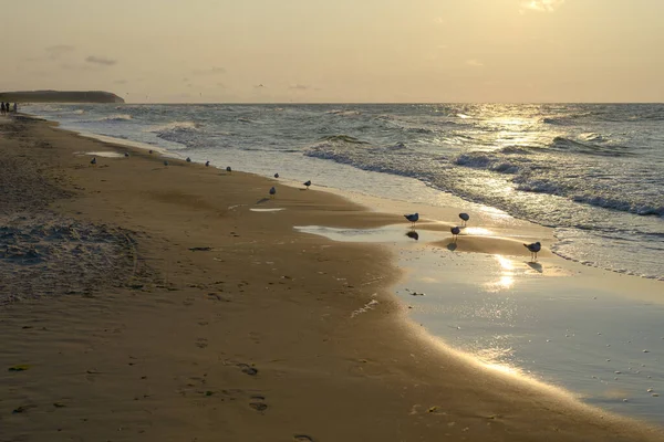 Pôr Sol Mar Báltico Com Gaivotas Hora Verão Hora Ouro — Fotografia de Stock