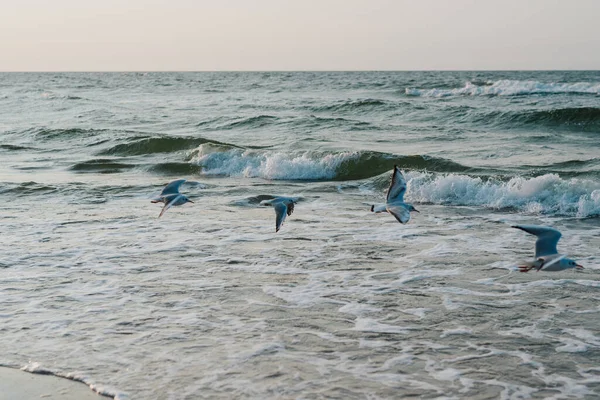 Solnedgång Det Baltiska Havet Med Måsar Sommartid Gyllene Timme — Stockfoto