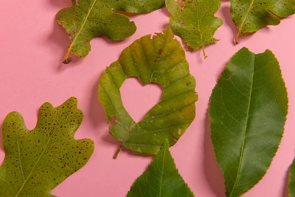 Hintergrundgruppe Herbst Orange Grüne Gelbe Und Braune Blätter Mit Der — Stockfoto