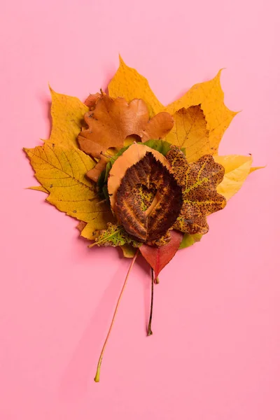 Achtergrondgroep Herfst Oranje Groen Geel Bruin Bladeren Met Hartvorm Uitgesneden — Stockfoto