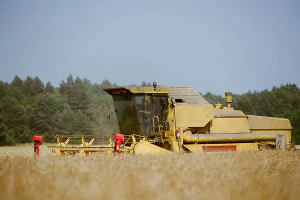 Mähdrescher Erntet Sommer Das Rapsfeld — Stockfoto