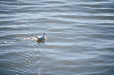 Gün ışığıyla yüzen küçük beyaz bir martı denizi yansıtıyor..