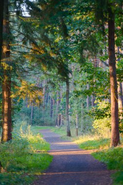 Yeşil patikalı orman, ağaçların arasından geçen inanılmaz manzaralı güneş ışınları.