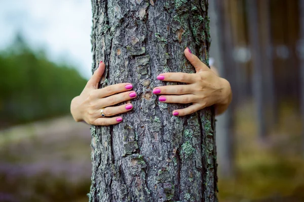 Kwitnąca Heather Łące Obok Lasu — Zdjęcie stockowe