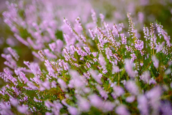 Blossoming Heather Meadow Next Wood — Stock Photo, Image