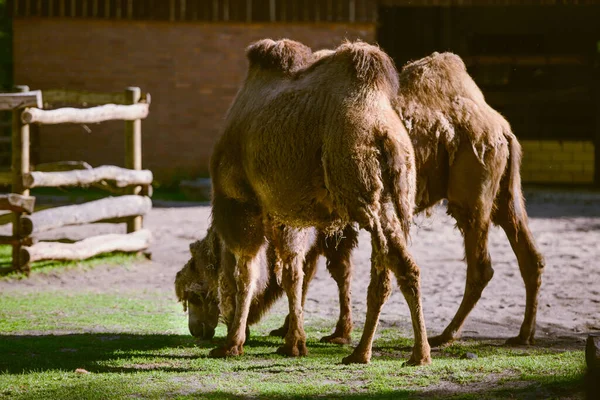 Imagem Camelo Jovem Tirado Parque — Fotografia de Stock