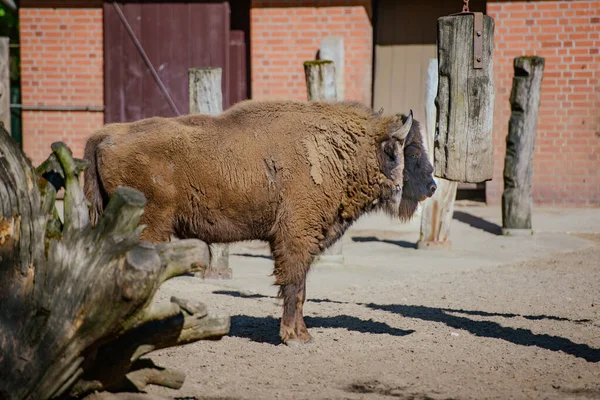 American Bison Búfalo Perfil Pradaria Grama Alta Com Nevoeiro Leve — Fotografia de Stock