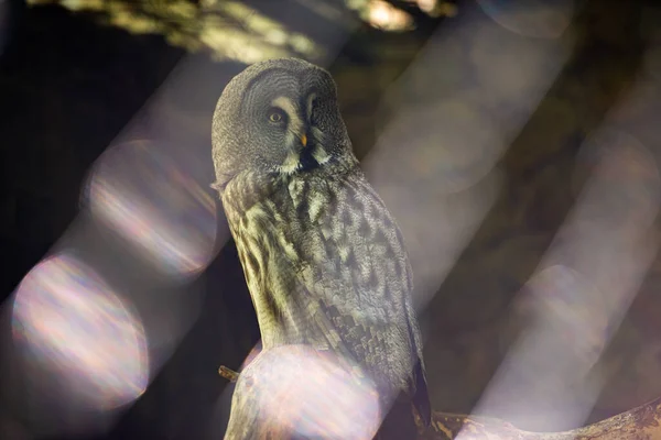 Uilen Portret Uilenogen Natuur Wilde Dieren — Stockfoto