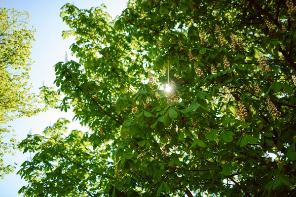Folhas Verdes Crescendo Fundo Das Árvores Início Primavera — Fotografia de Stock