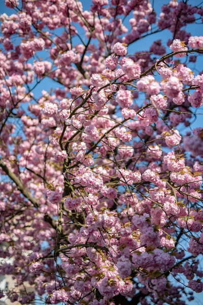 Apfelbaumblüten Mit Grünen Blättern Isoliert Auf Weißem Hintergrund — Stockfoto