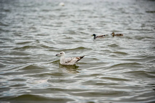 Dos Gaviotas Blancas Flotando Con Sol Reflejan Mar —  Fotos de Stock