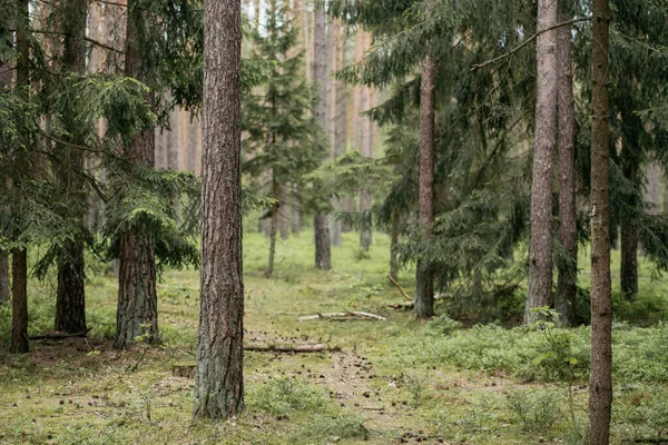 Fond Forêt Vintage Fond Naturel Printemps — Photo