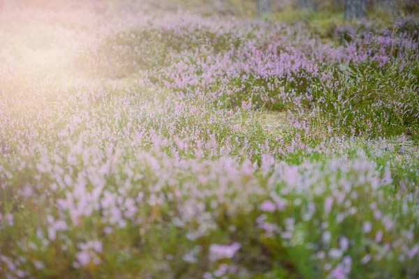 Blommande Heather Ängen Bredvid Skog — Stockfoto