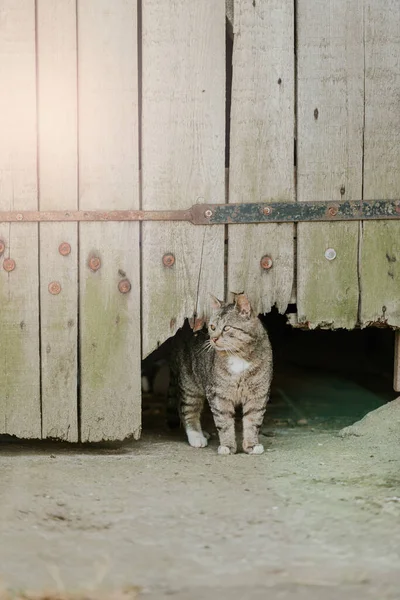 Kucing Mengintip Dari Pintu Barn Dengan Kucing Berwarna — Stok Foto