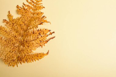 Sonbahar eğreltiotu yaprakları sarı arkaplanda izole edilmiş ve kopyalanmış. Yatay yönelimli. Minimalist stil. Yukarıdan görüntüle.