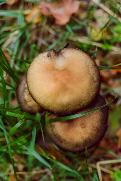 Brown Delicious Mushrom Grass Autumn Harvest — Stock Photo, Image