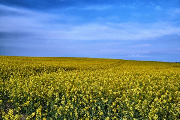 Rural Landscape Blossoming Rapeseed Poland — Stock Photo, Image