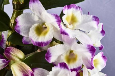 Ayrıntılar calyx dendronium çiçek