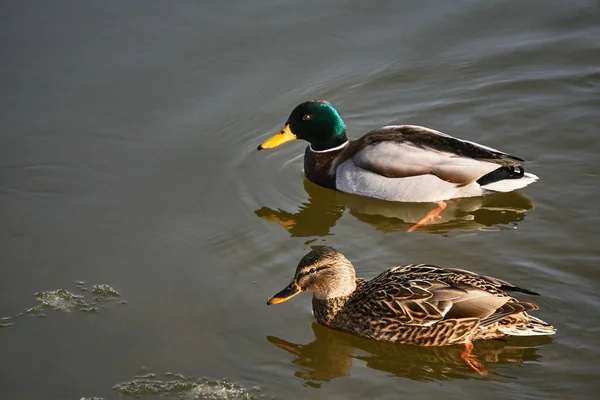 Vrouwelijke Mannelijke Mallard Duck Drijvend Het Meer Polen — Stockfoto