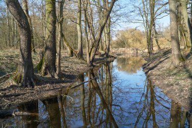 Ağaçlar Polonya'da bir orman havuzda yansıması
