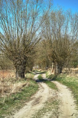 Toprak yol ve Polonya bahar willow ile kırsal manzara